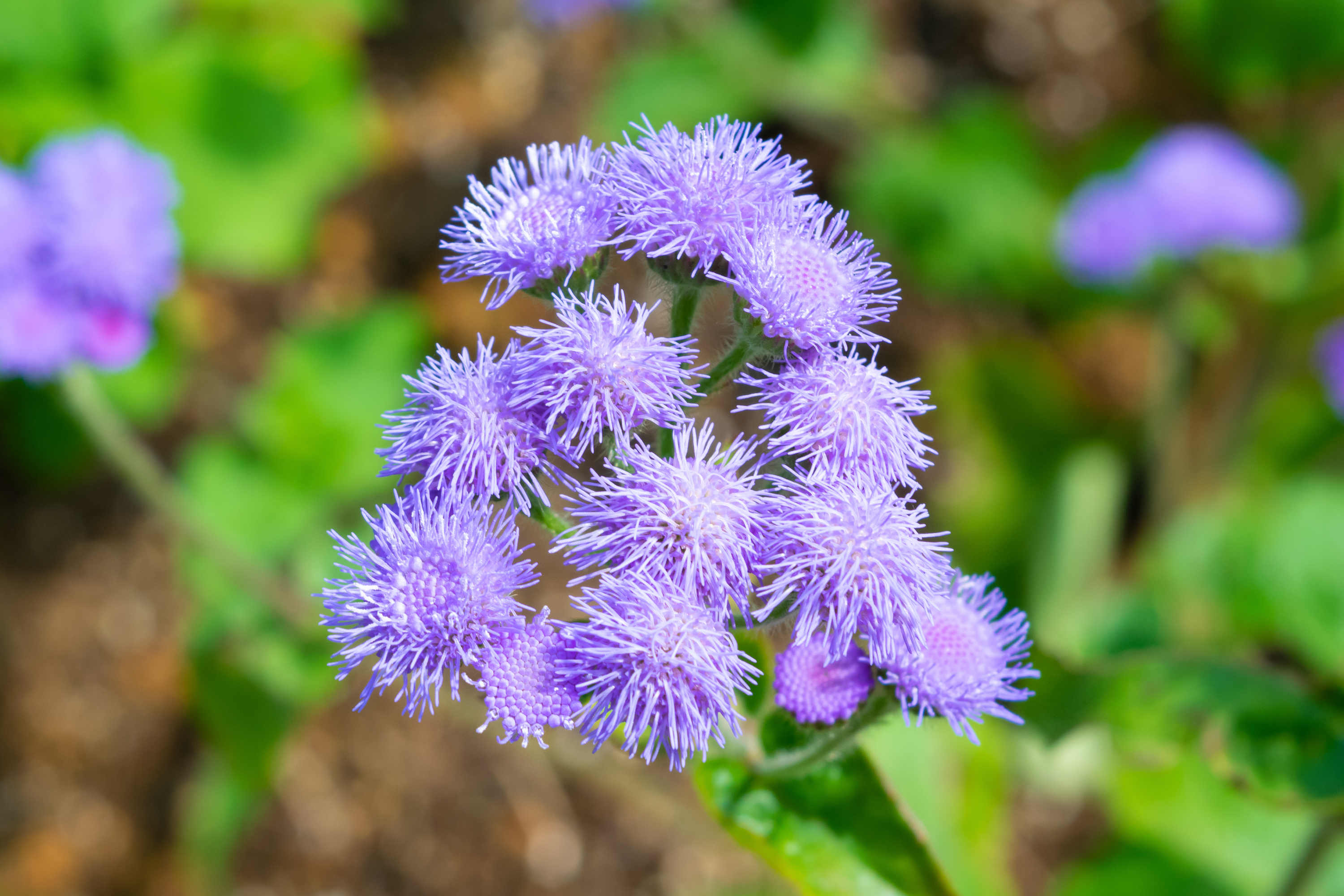 Blue Floss Flower-V2