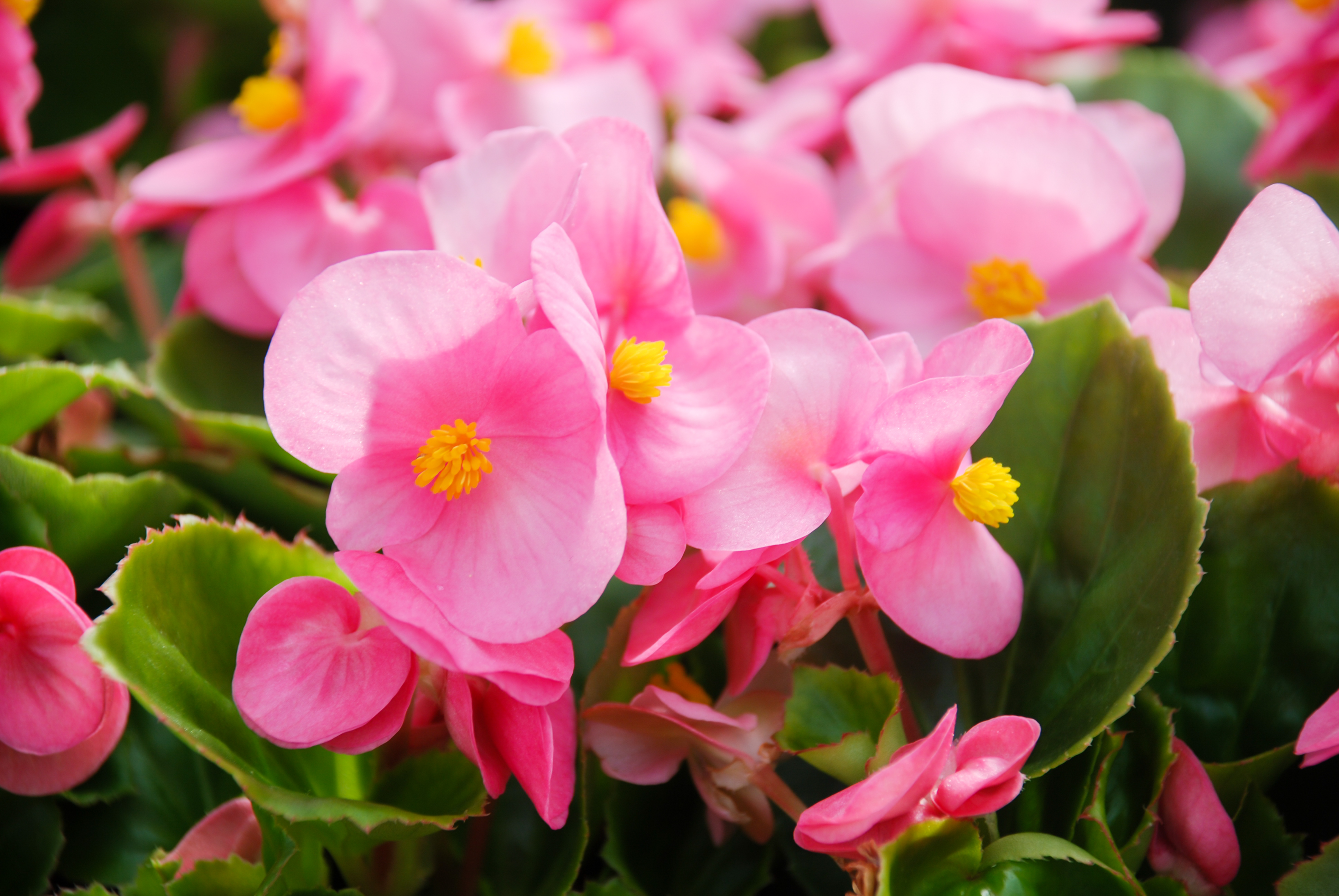 Any Location - Rose/Pink – Picotee Border