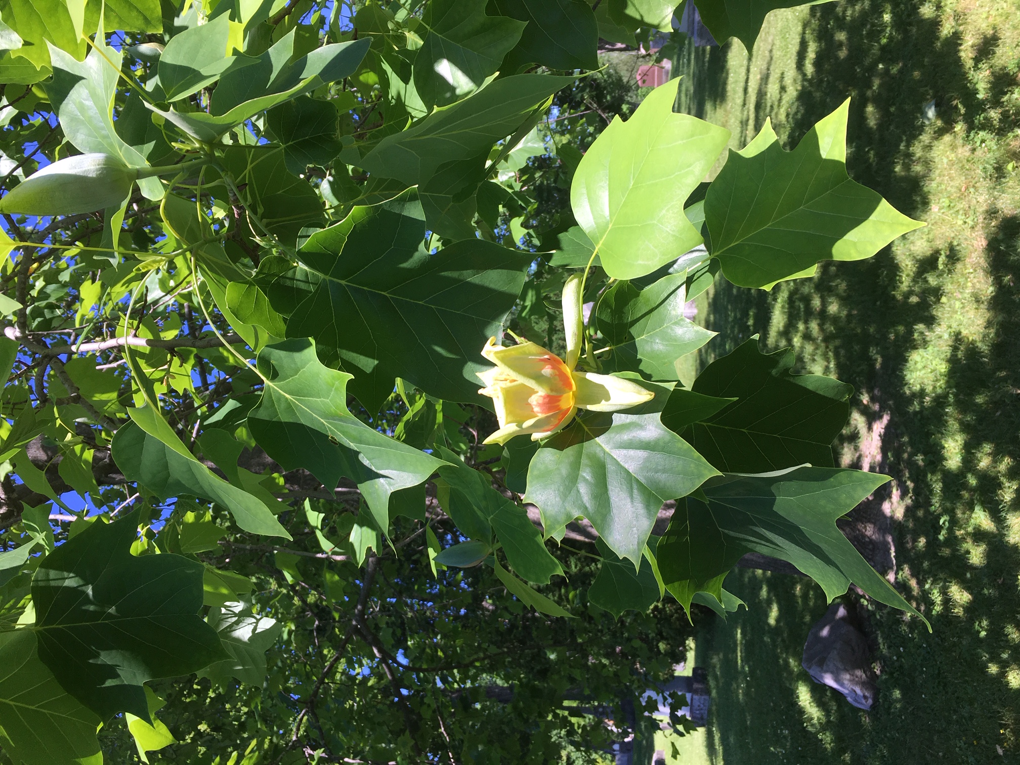 Tulip tree