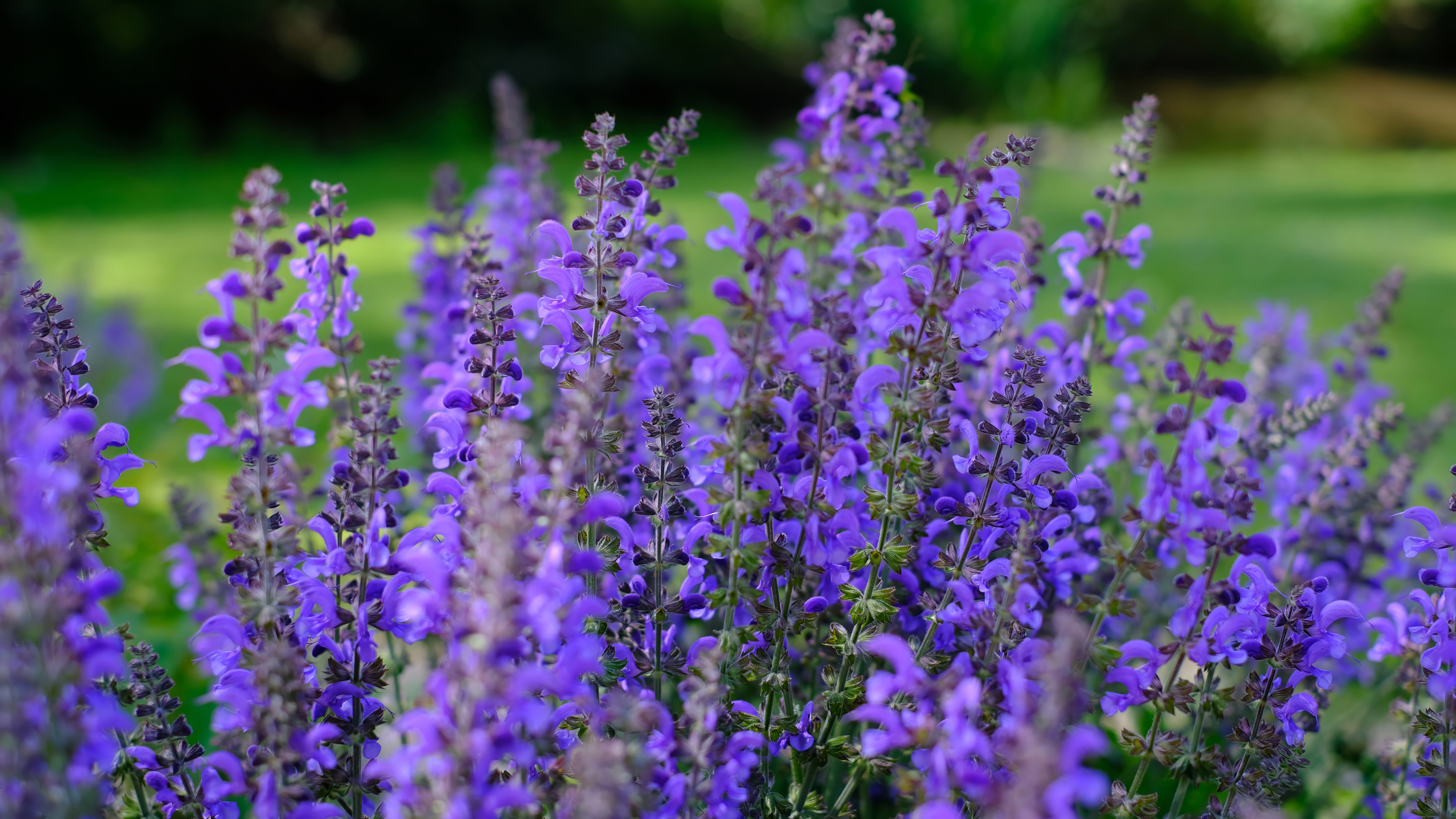 Sunny Locations - Blue Salvia with Lilac Dianthus - Emplacements ensoleillés Sauge bleue avec œillet lilas -