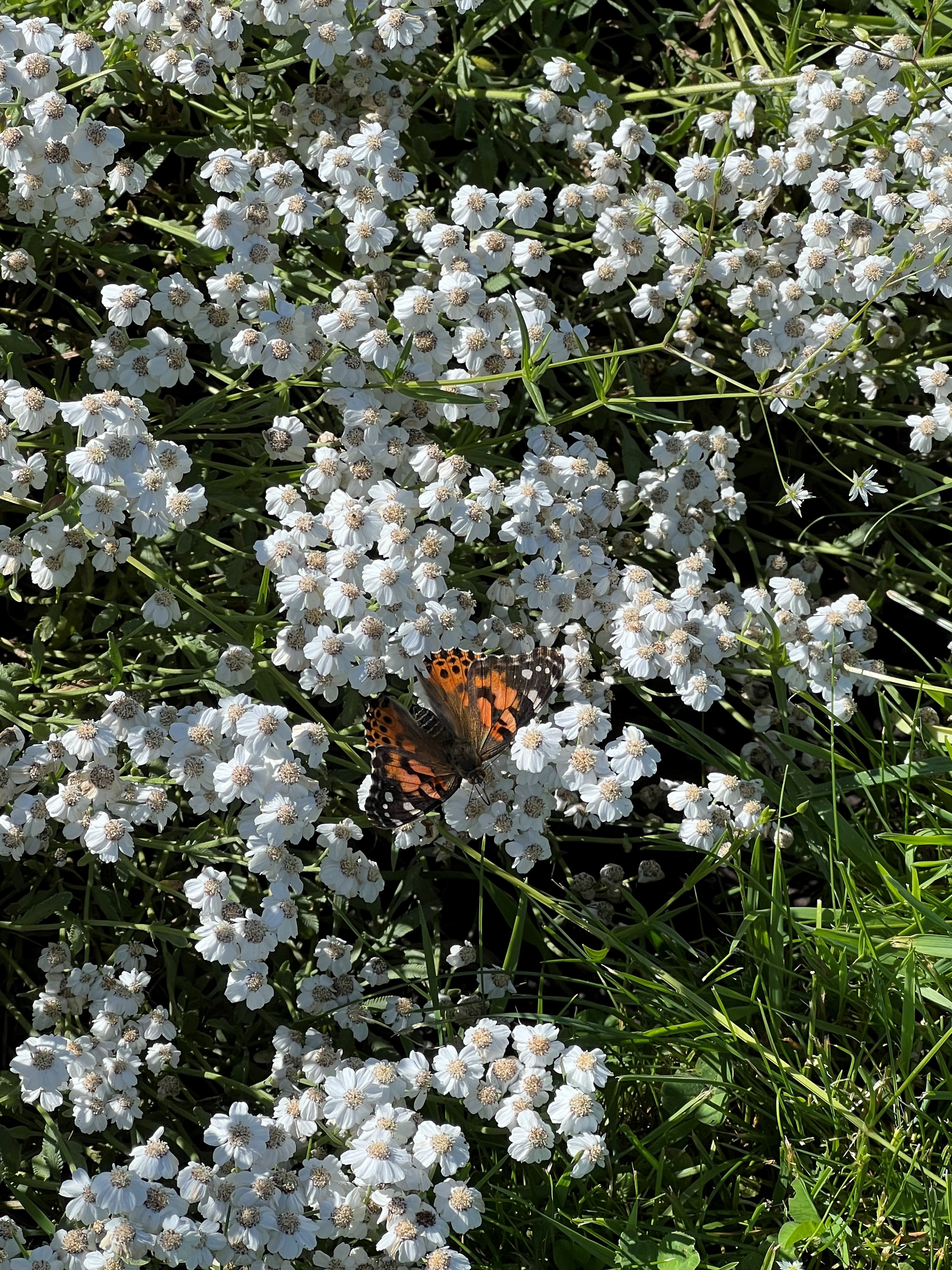 Painted Lady