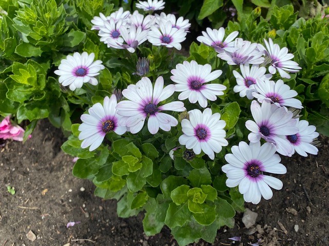 Cape daisy in section 64_Scientific name_ Osteospermum