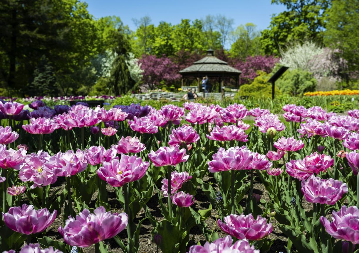 Pink tulips