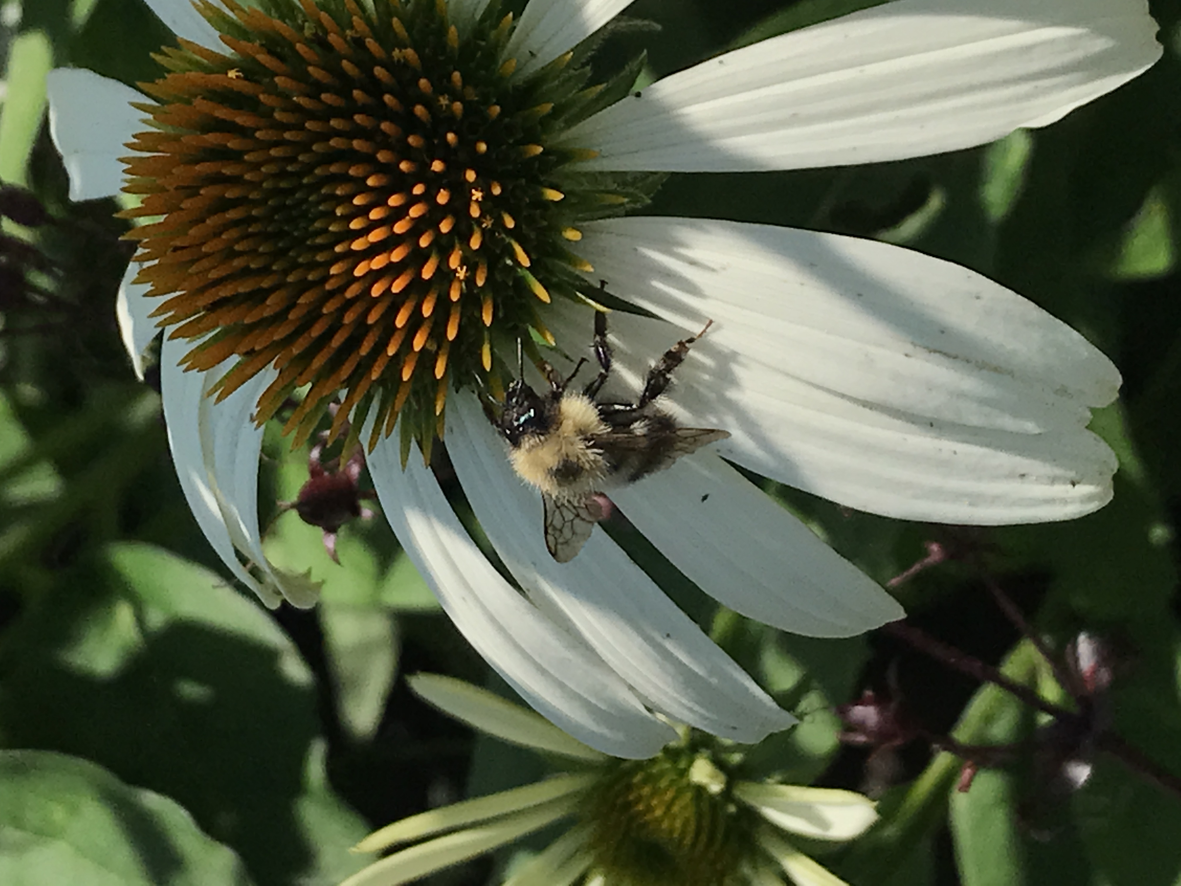 Bee on a flower