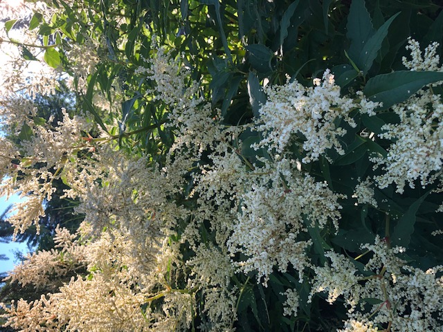 White fleece flower