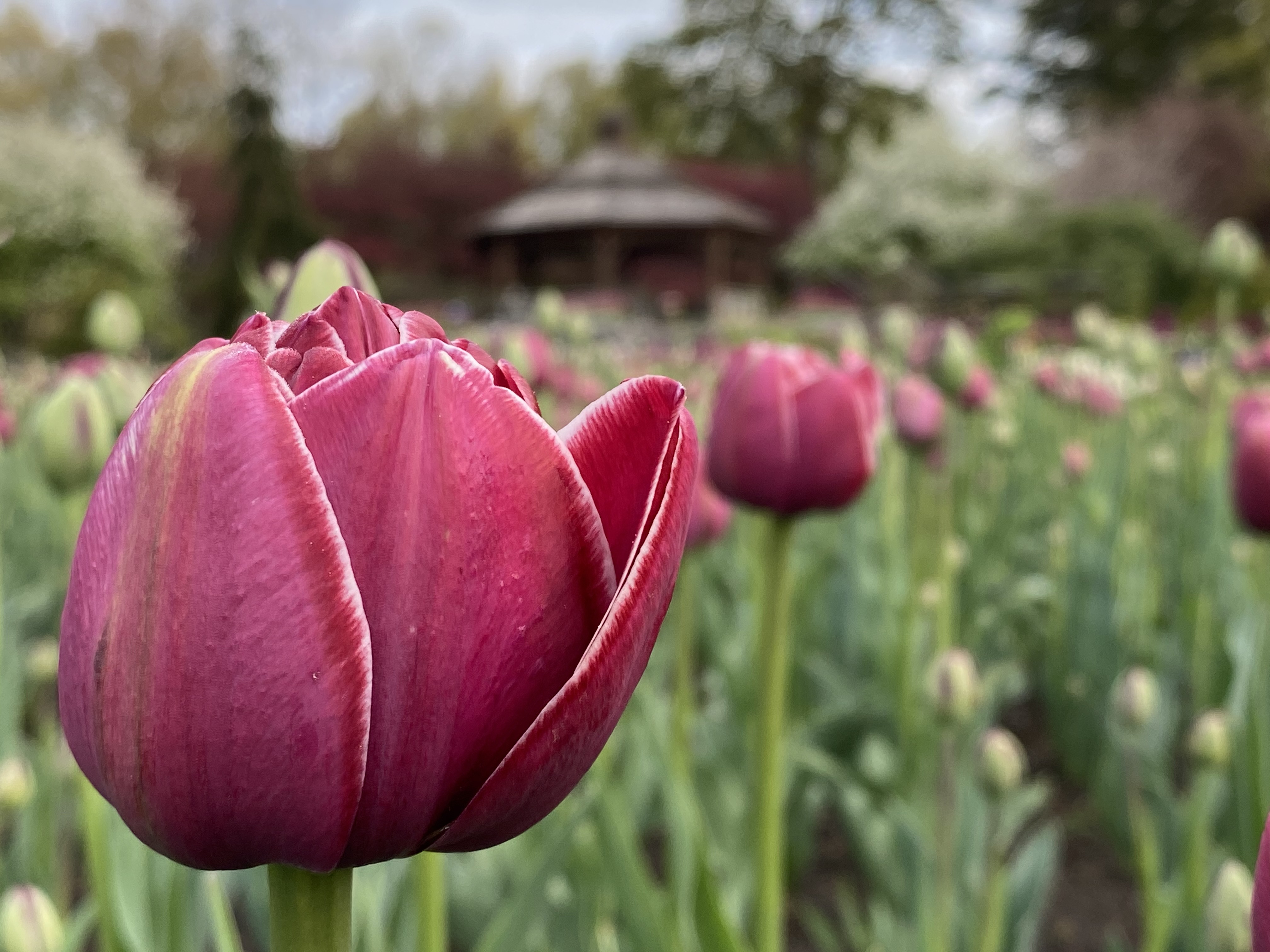 Tulip looking at the Gazebo