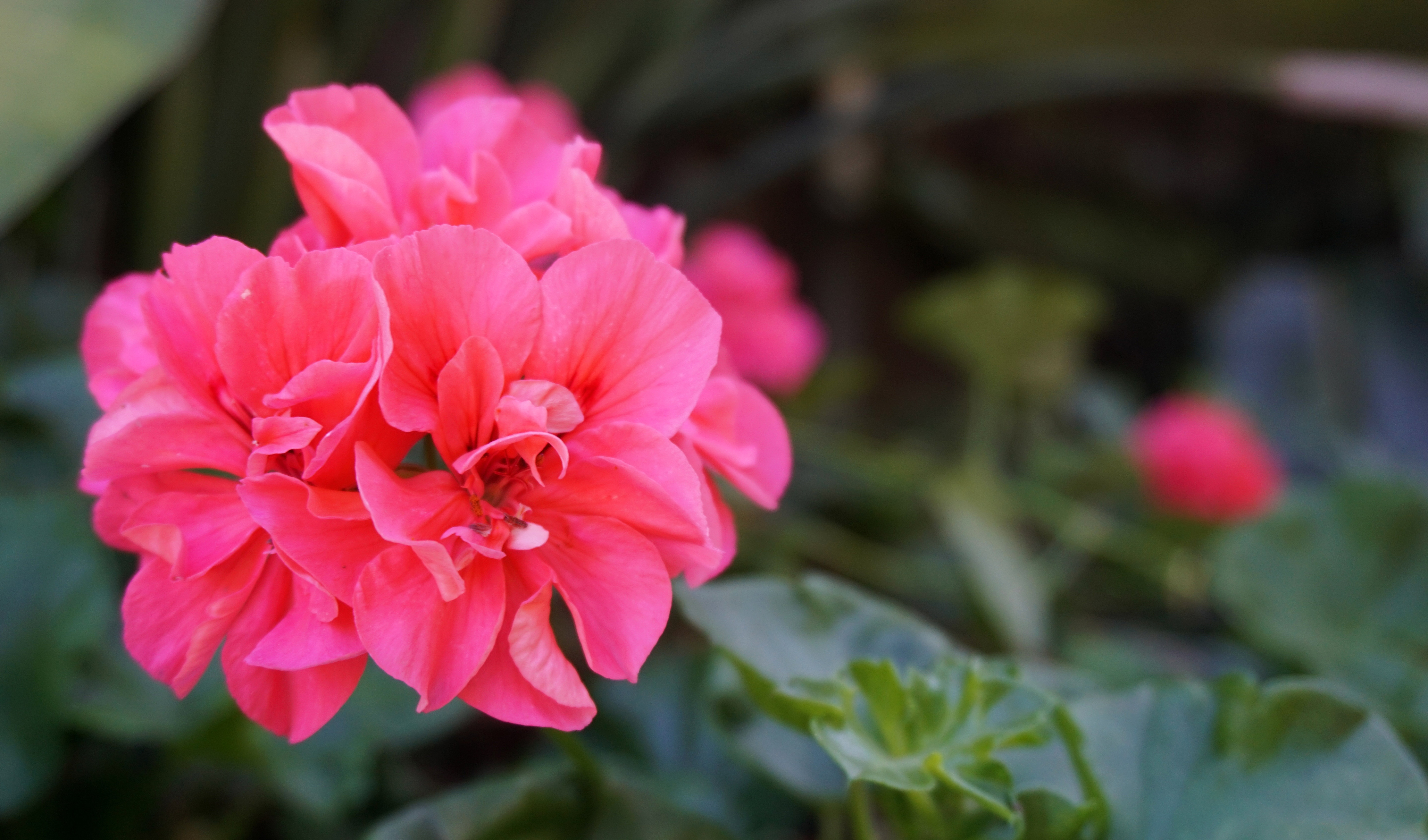 Pink Geranium with Blue Fleece Flower - Géranium rose avec renouée bleue
