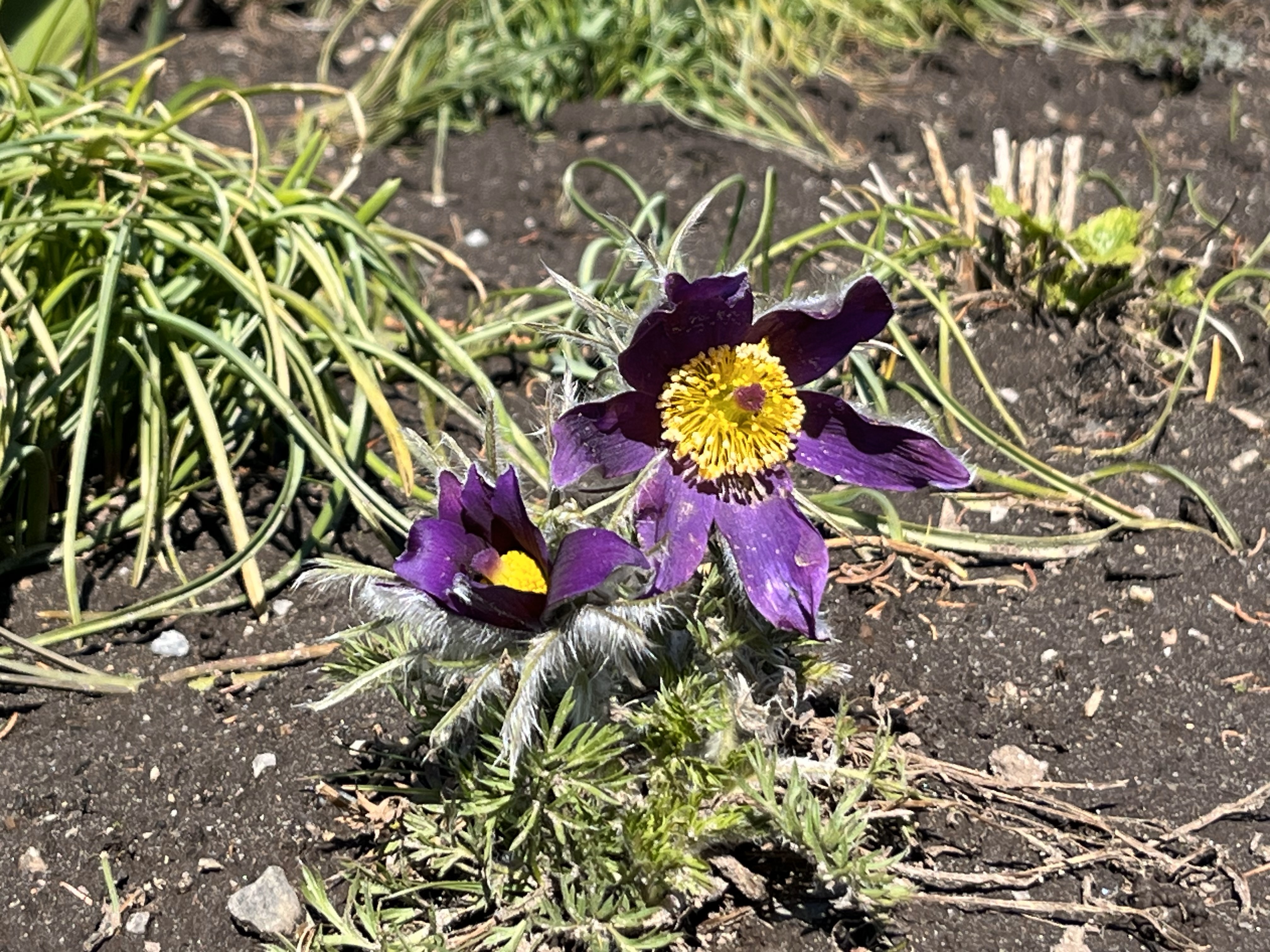 Pulsatilla Vulgaris: the Pasqueflower