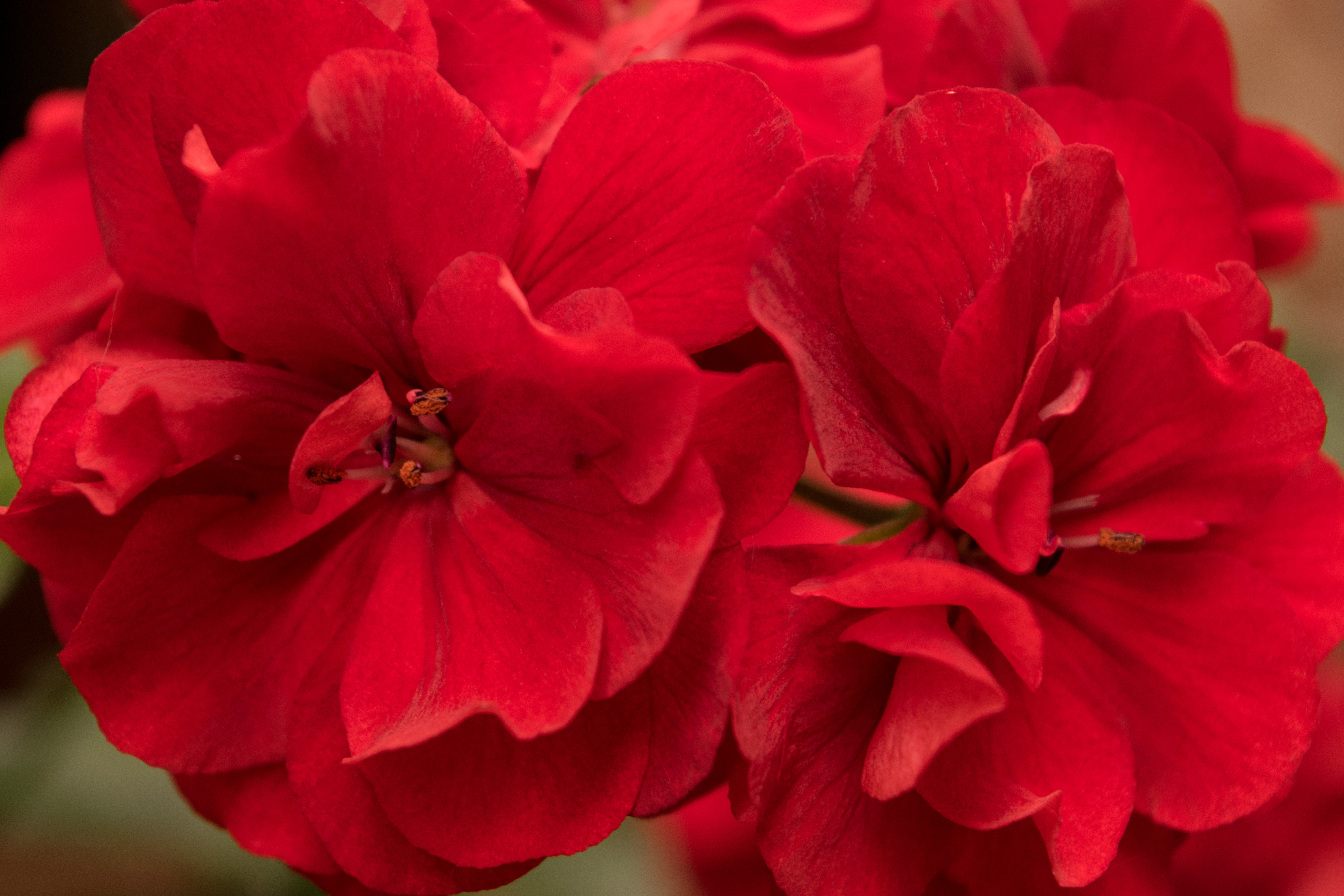 Red Geraniums