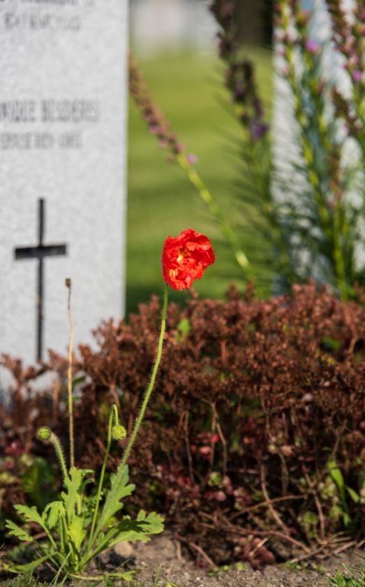 Poppy in front of military grave