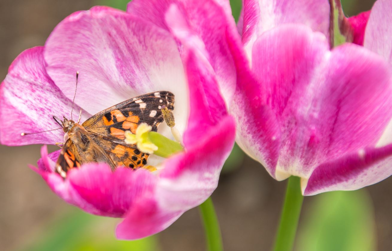 Butterfly on pink flowers