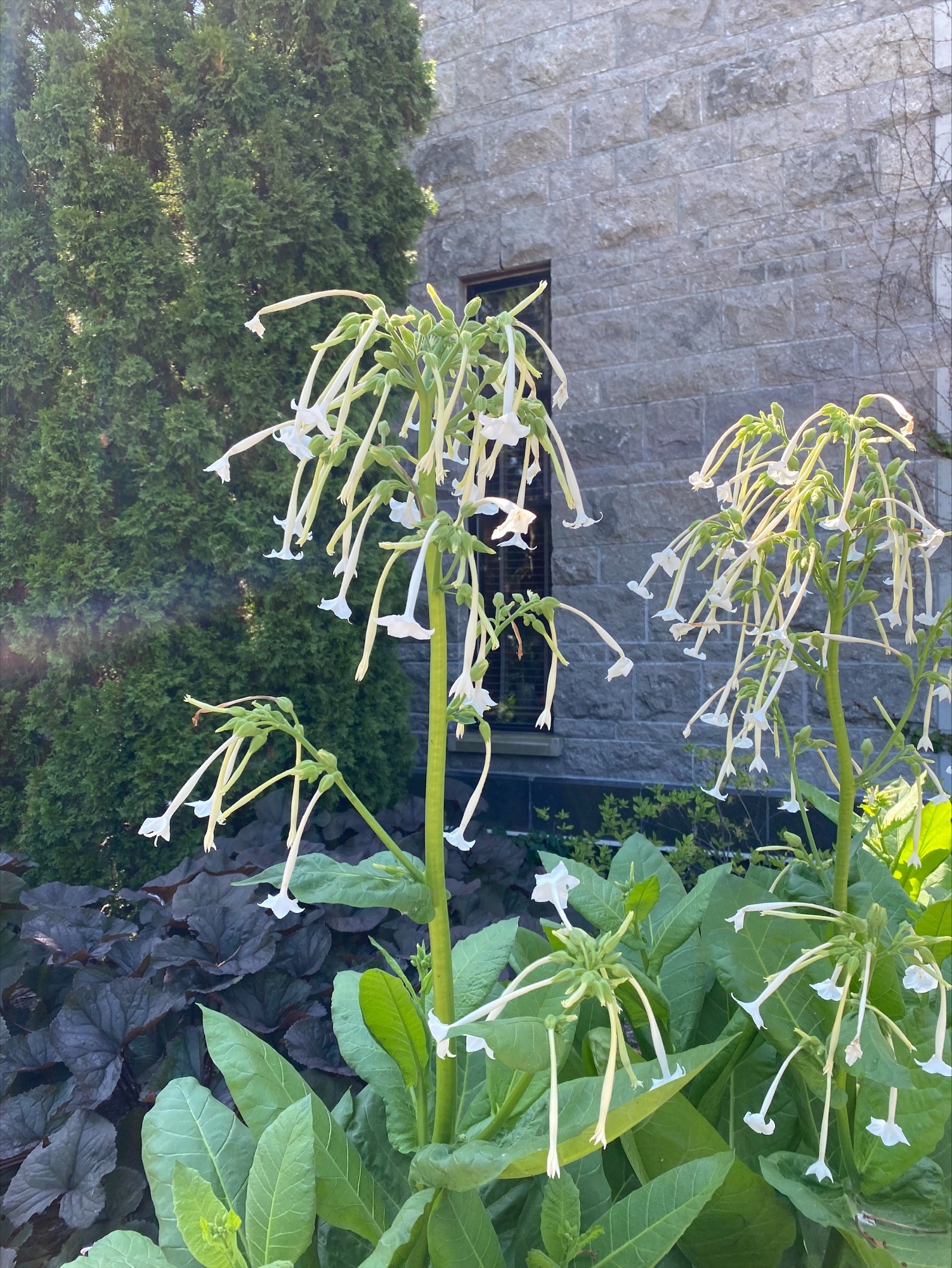 Flowering tobaccos in the front of the main building