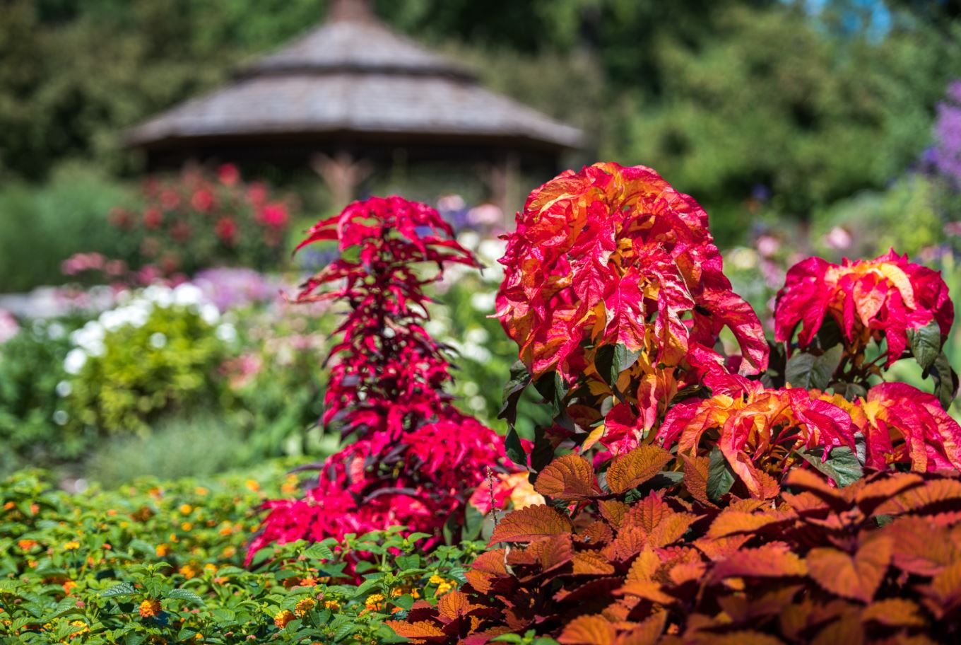 Garden with red flowers (64)