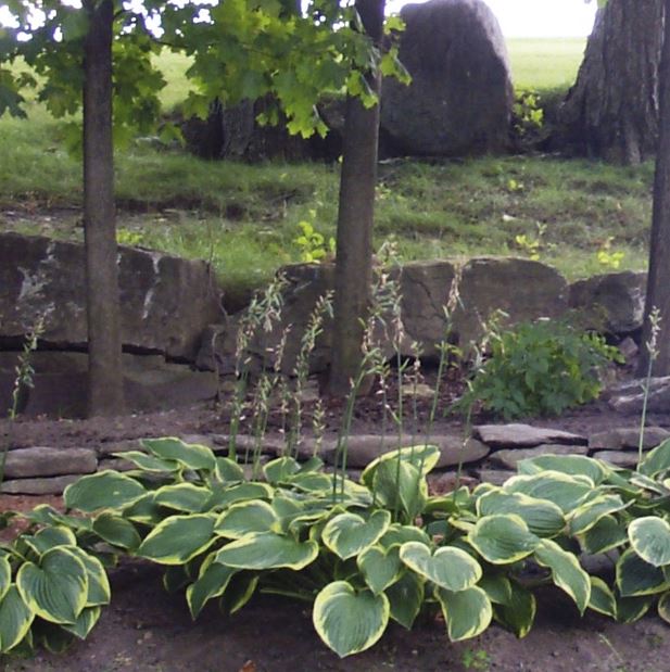 Hosta in bloom