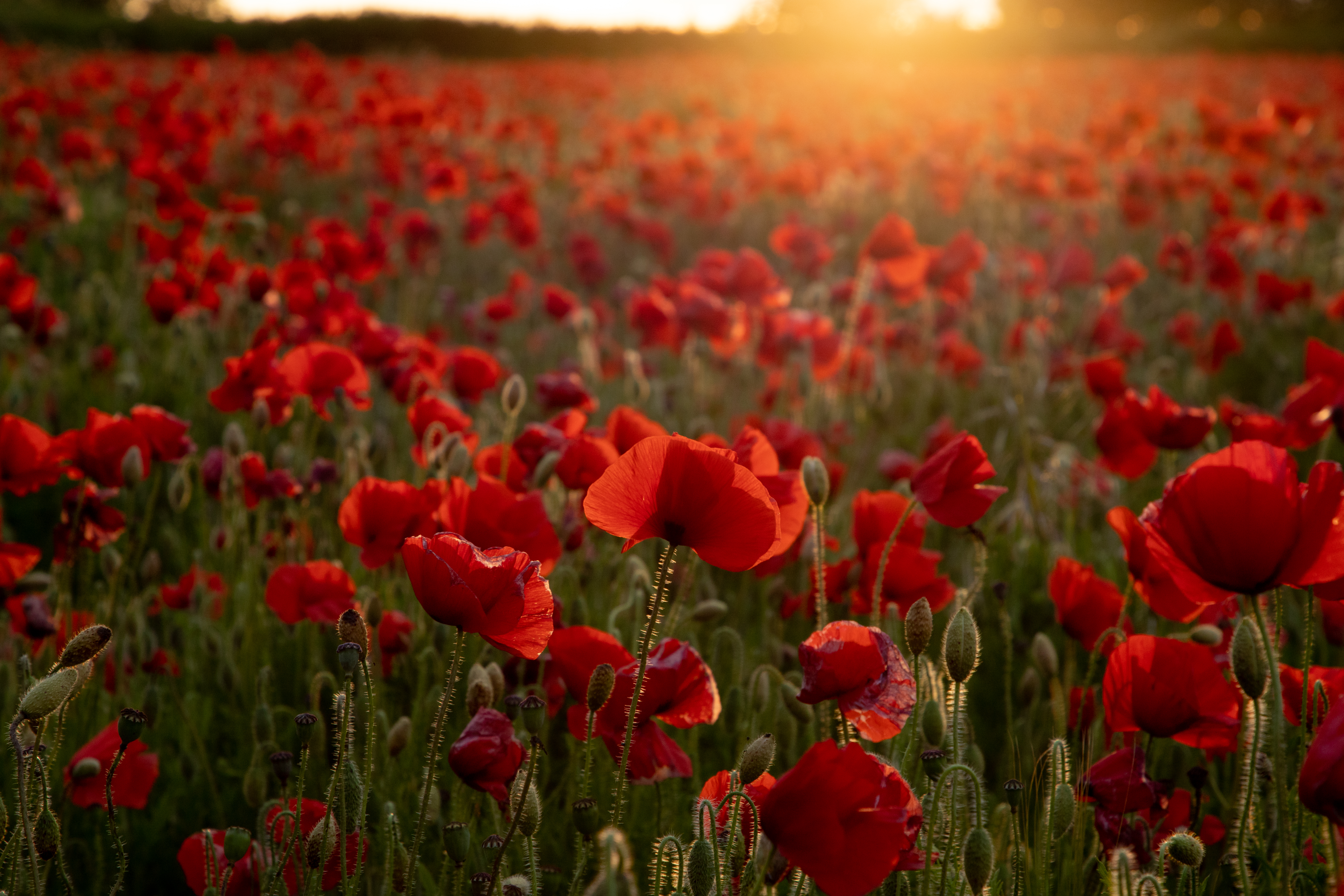 Field of poppies