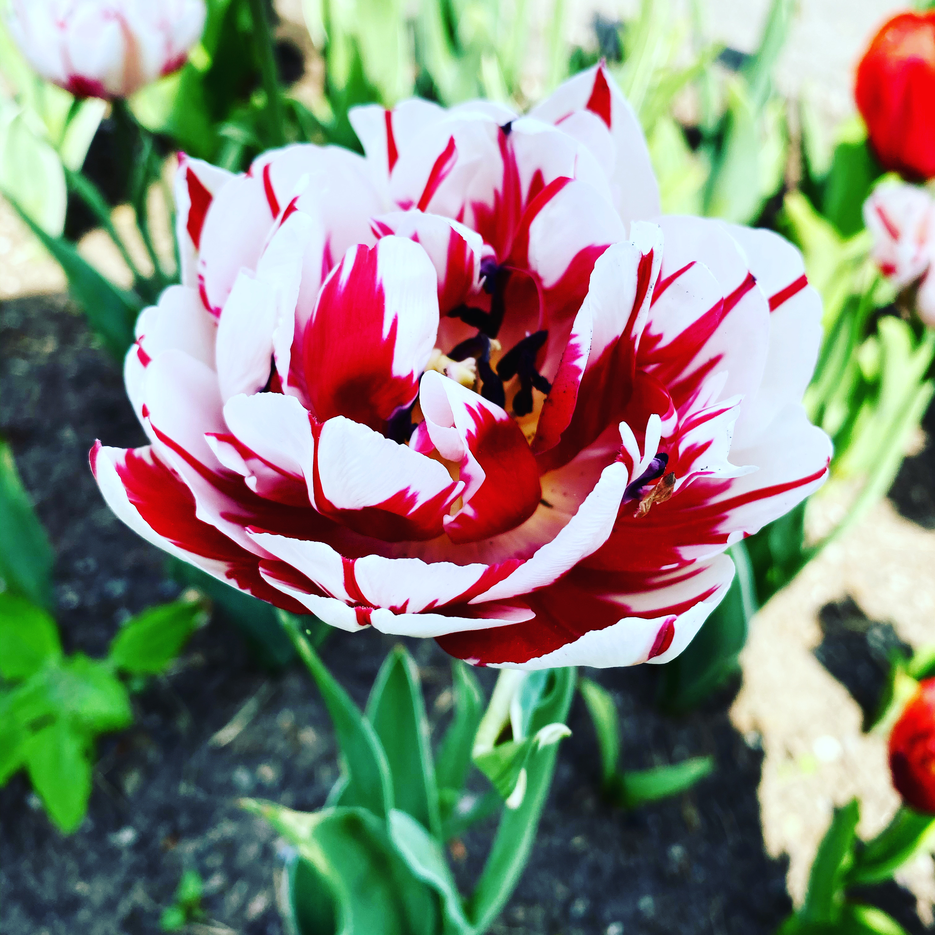 Canada tulips