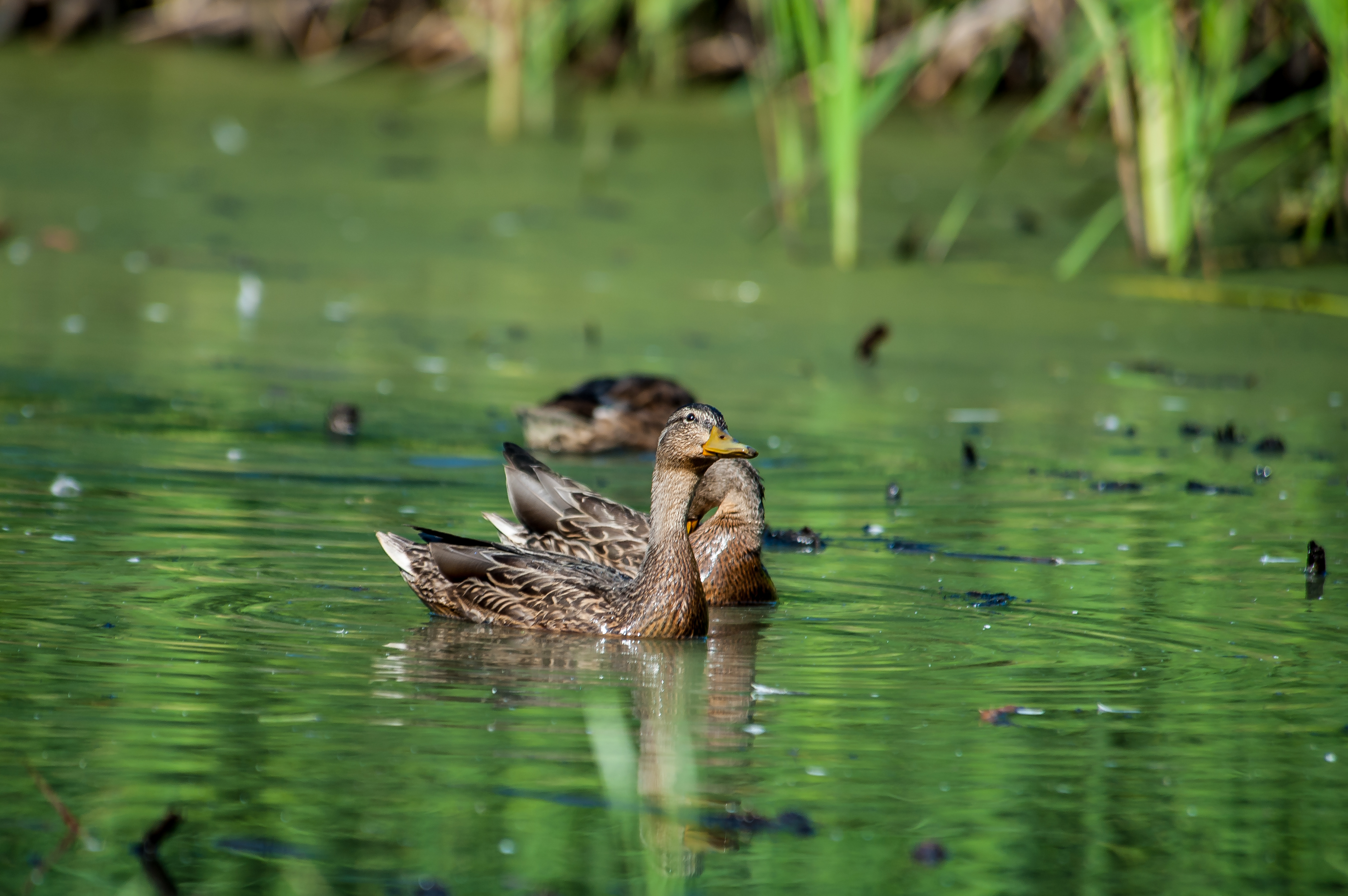 macoun marsh