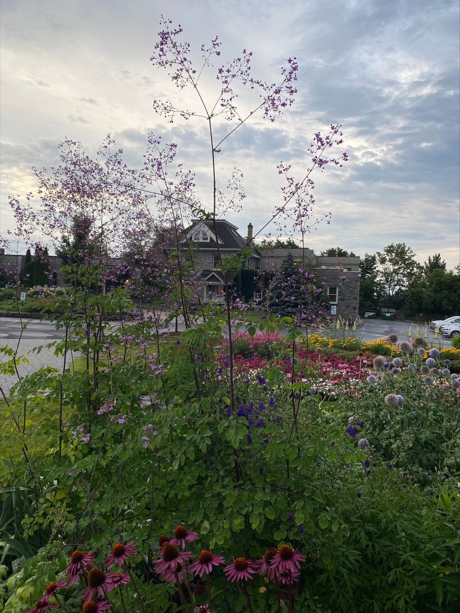 Chinese meadow rue stocks