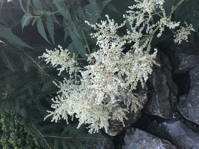 White fleece flower