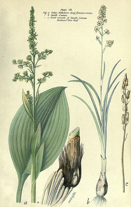 Poisonus Plants of Canada