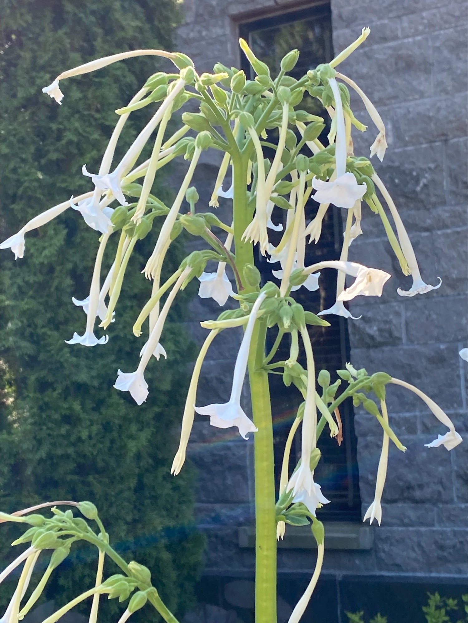 flowering tabacco 2