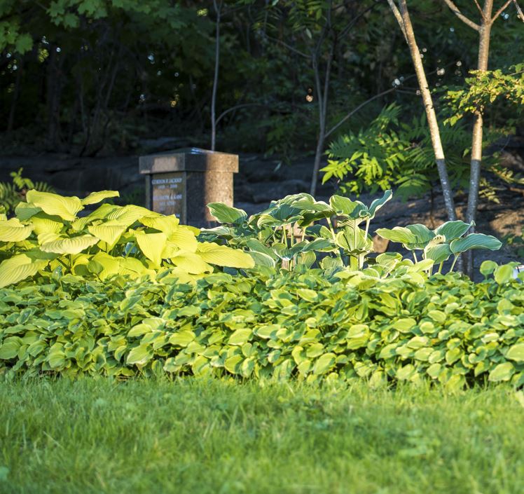 Hostas with minituares