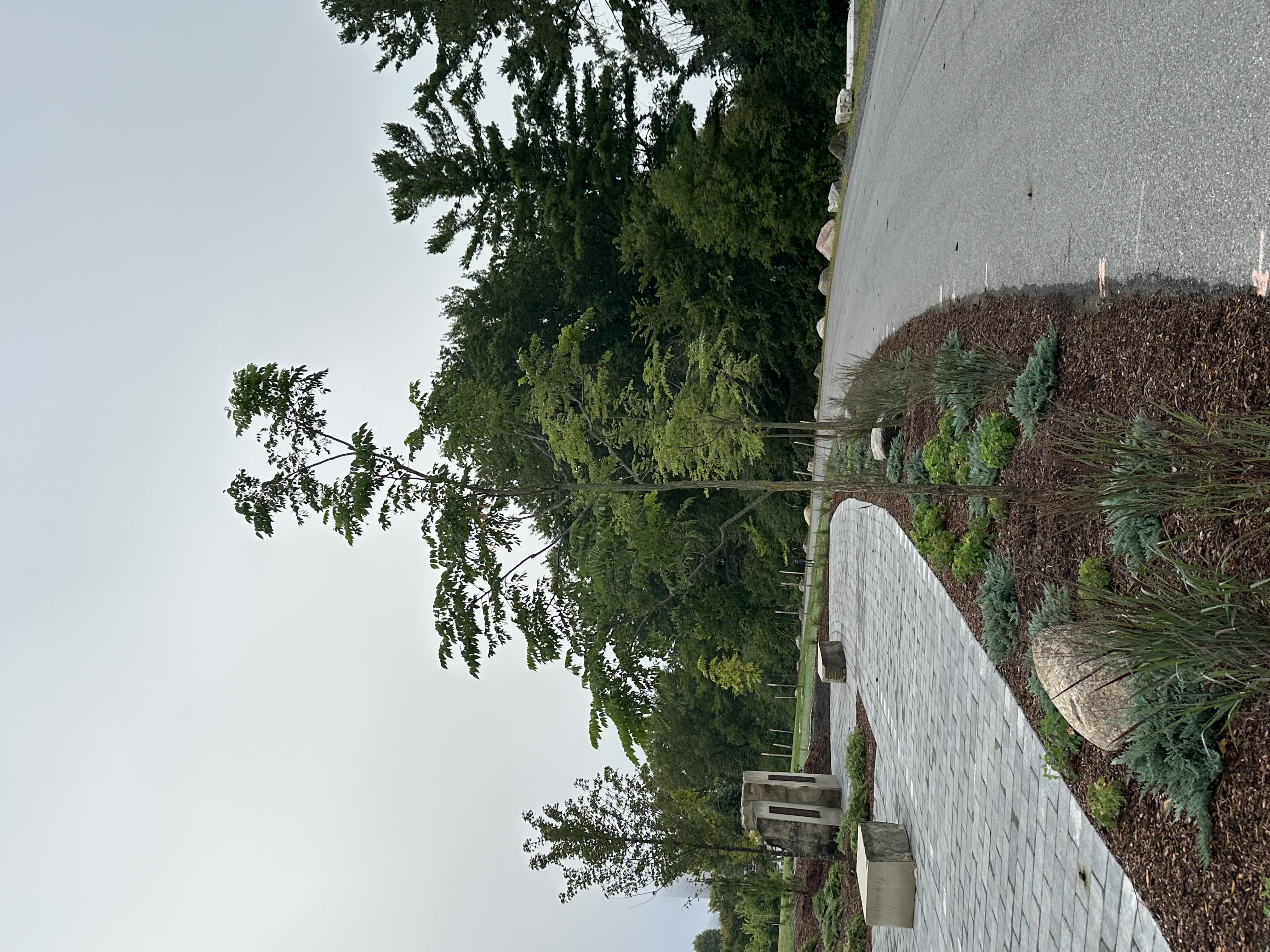 RCMP pathway Maple and Coffee tree