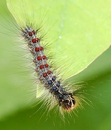 Gypsy month on a leaf