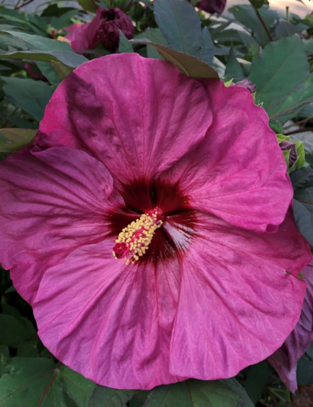 hibiscus 1