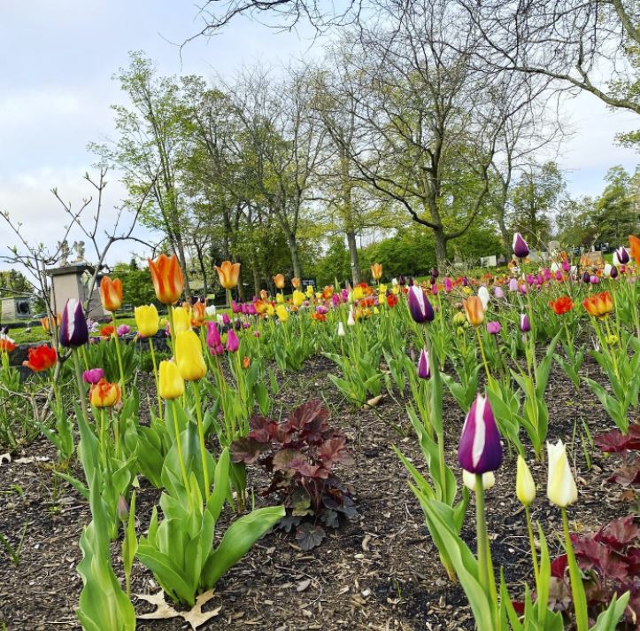 Tulips in the garden of angels