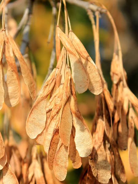 Manitoba maple pods (dry and yellow)