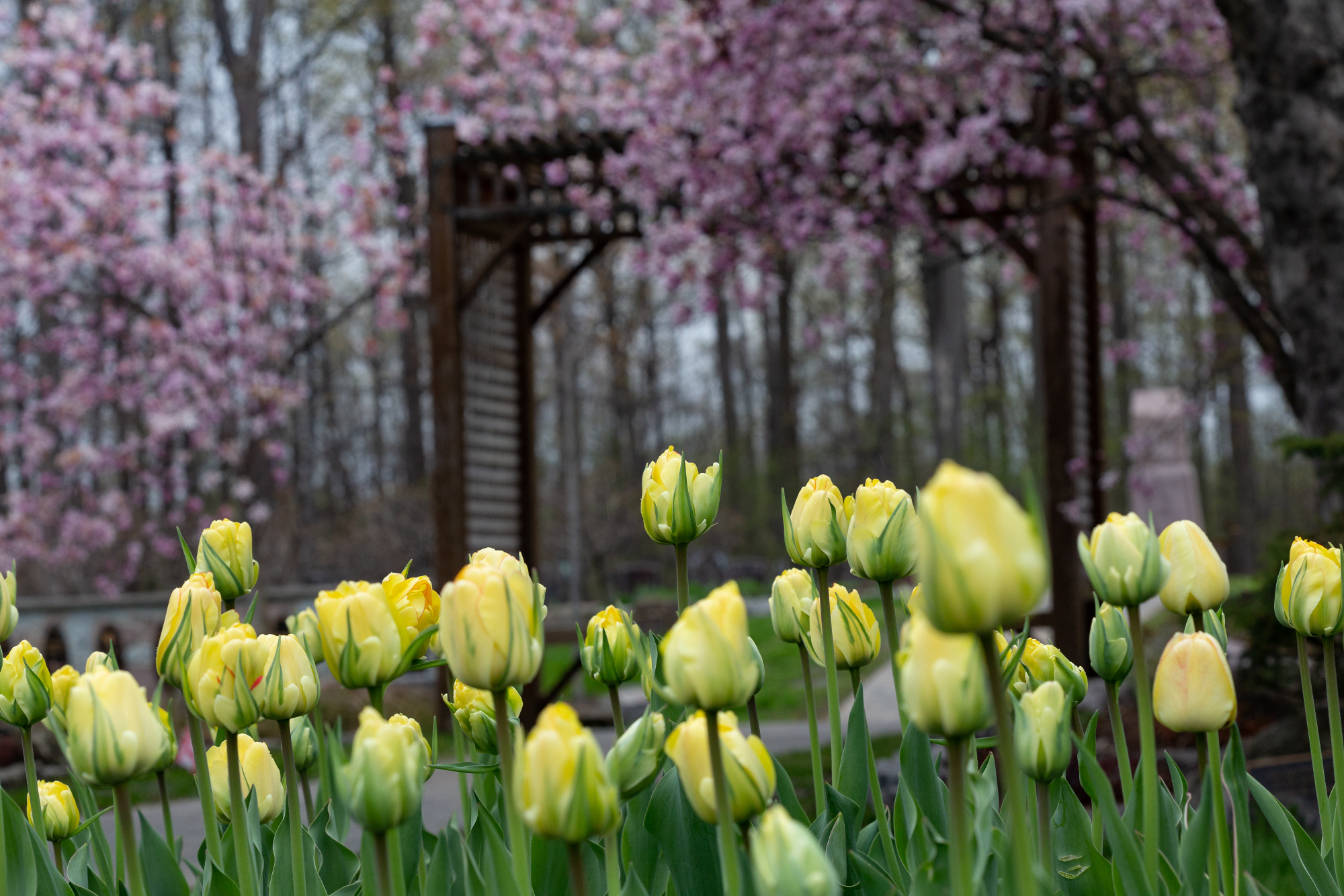 Flowers and a Gazebo