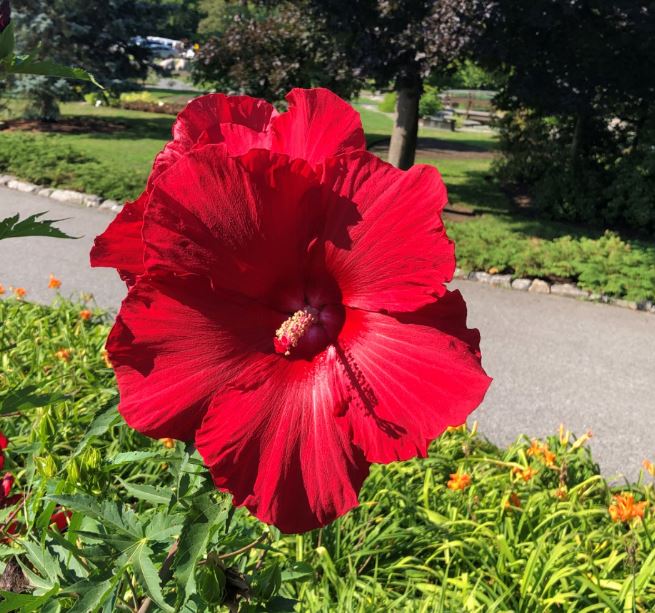 Red Hibiscus