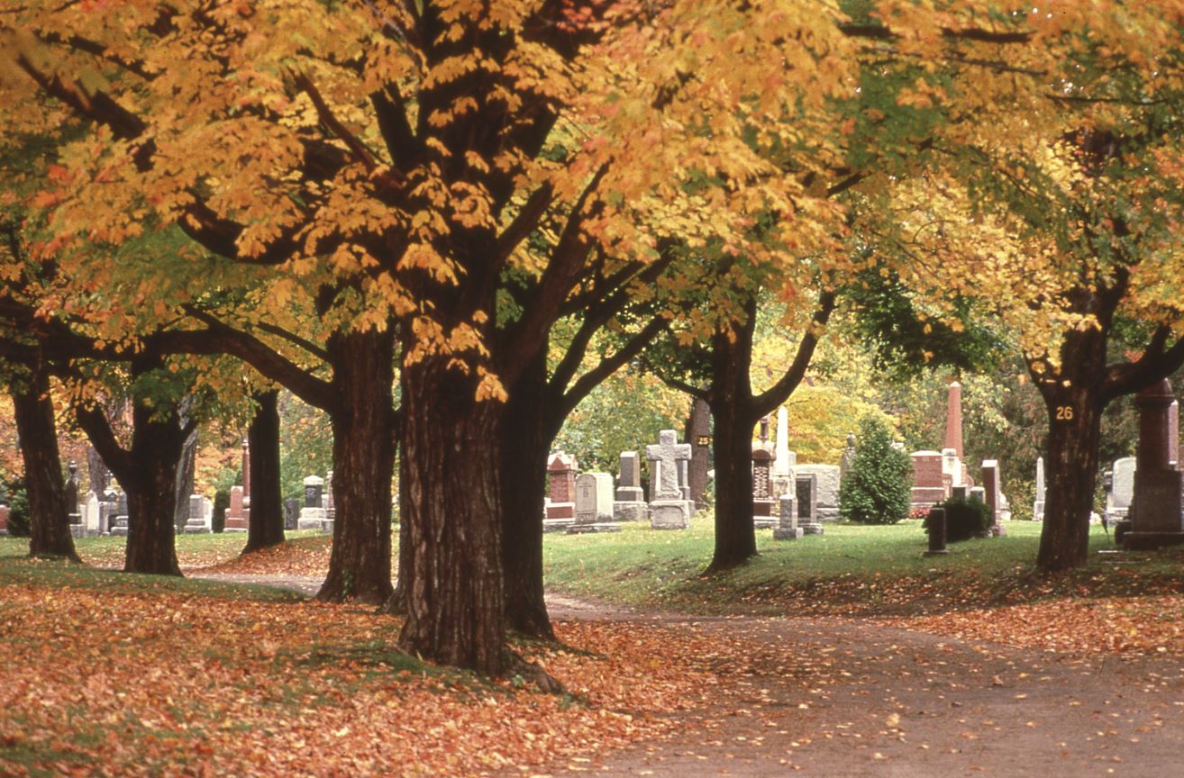 Old cemetery picture of a tree