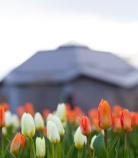 tulips near the building