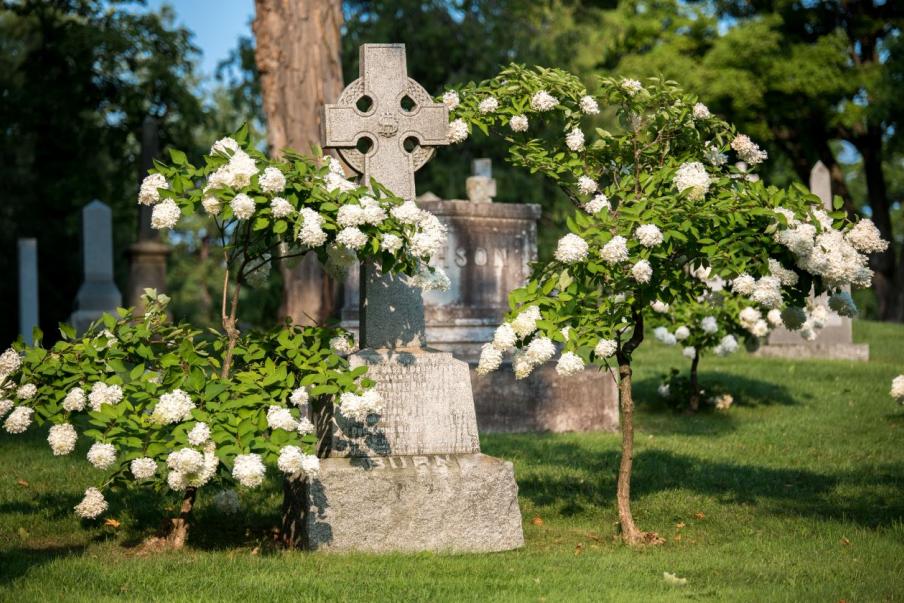 Celtic Cross of Burns Family in section 50 surrounded by magnolia trees