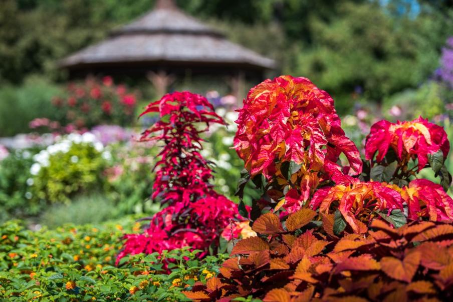 Garden in section 64