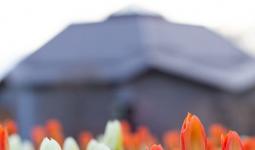 tulips near the building