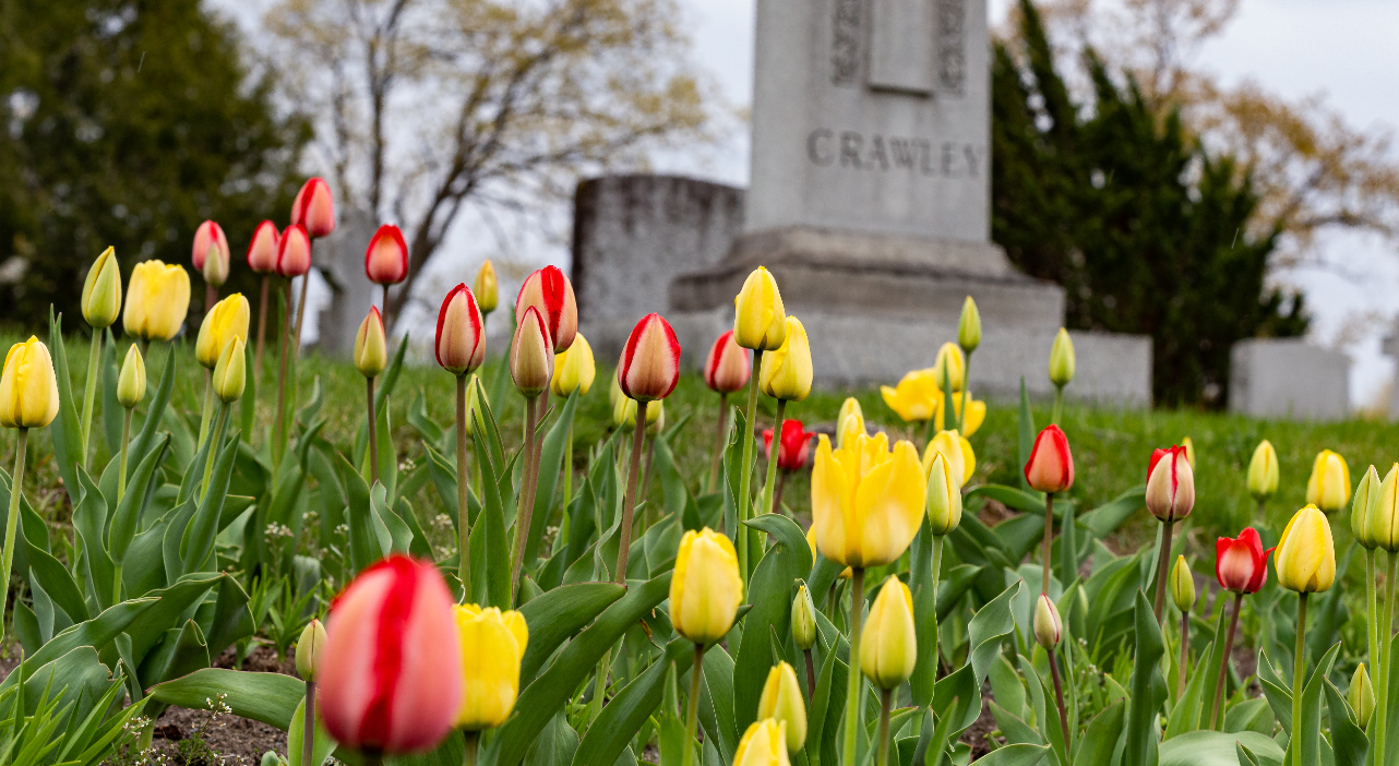 Red, orange and yellow tulips planted in section 64 (gardens)