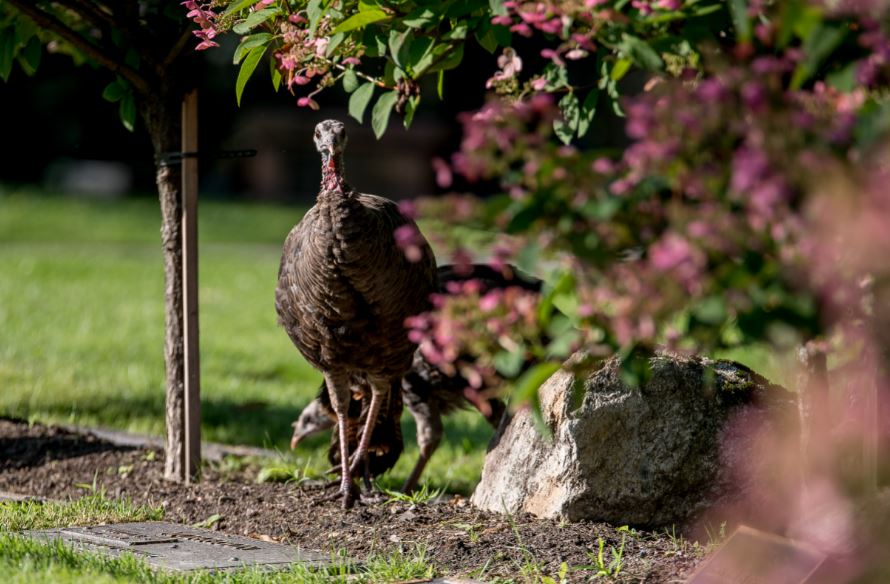 Female turkey in the botanical gardens