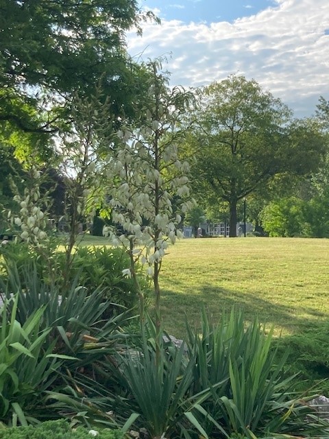 Yucca next to sacred space