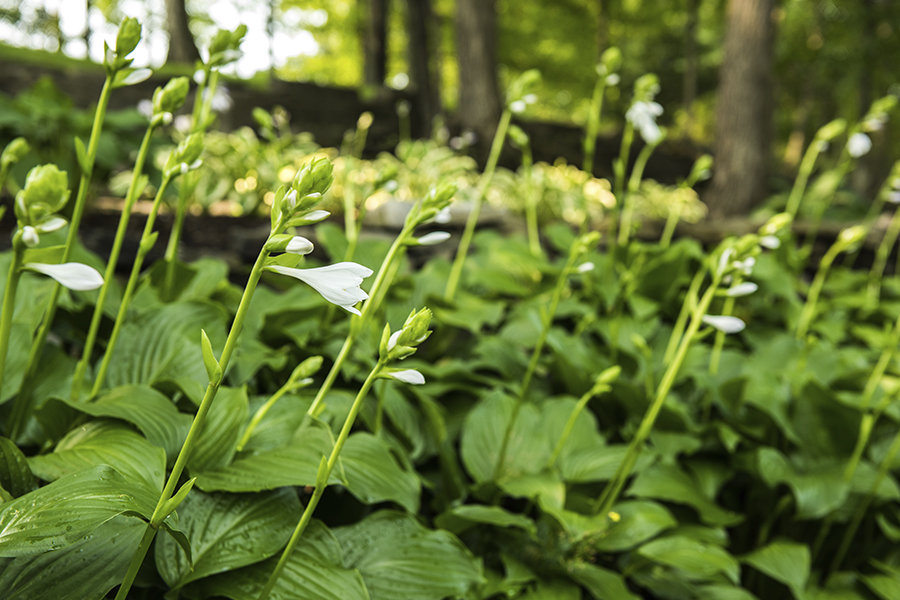 Picture of Plants