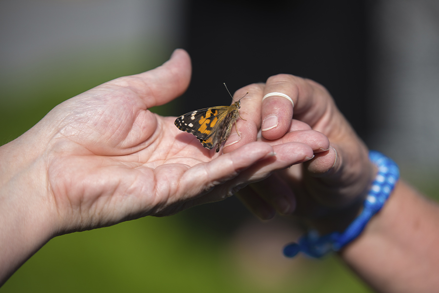 Hand holding a butterfly